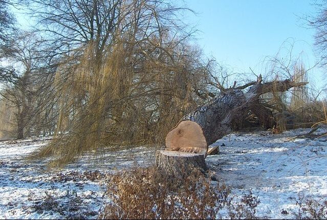 A large tree that has been felled onto the ground in a snowy yard